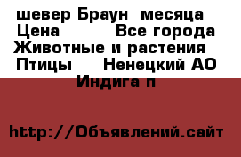 шевер Браун 2месяца › Цена ­ 200 - Все города Животные и растения » Птицы   . Ненецкий АО,Индига п.